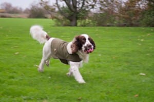 A spaniel out on a countryside walk, the kind of dog-friendly outing Chatton is perfect for