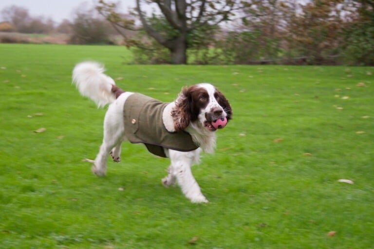 A spaniel out on a countryside walk, the kind of dog-friendly outing Chatton is perfect for